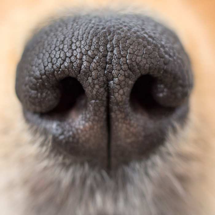 The Nose Knows: The Science Behind a Dog's Sense of Smell