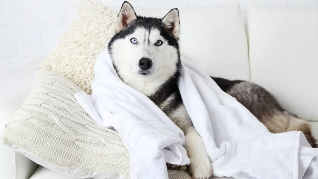 How to Use Dry Shampoo for Dogs?