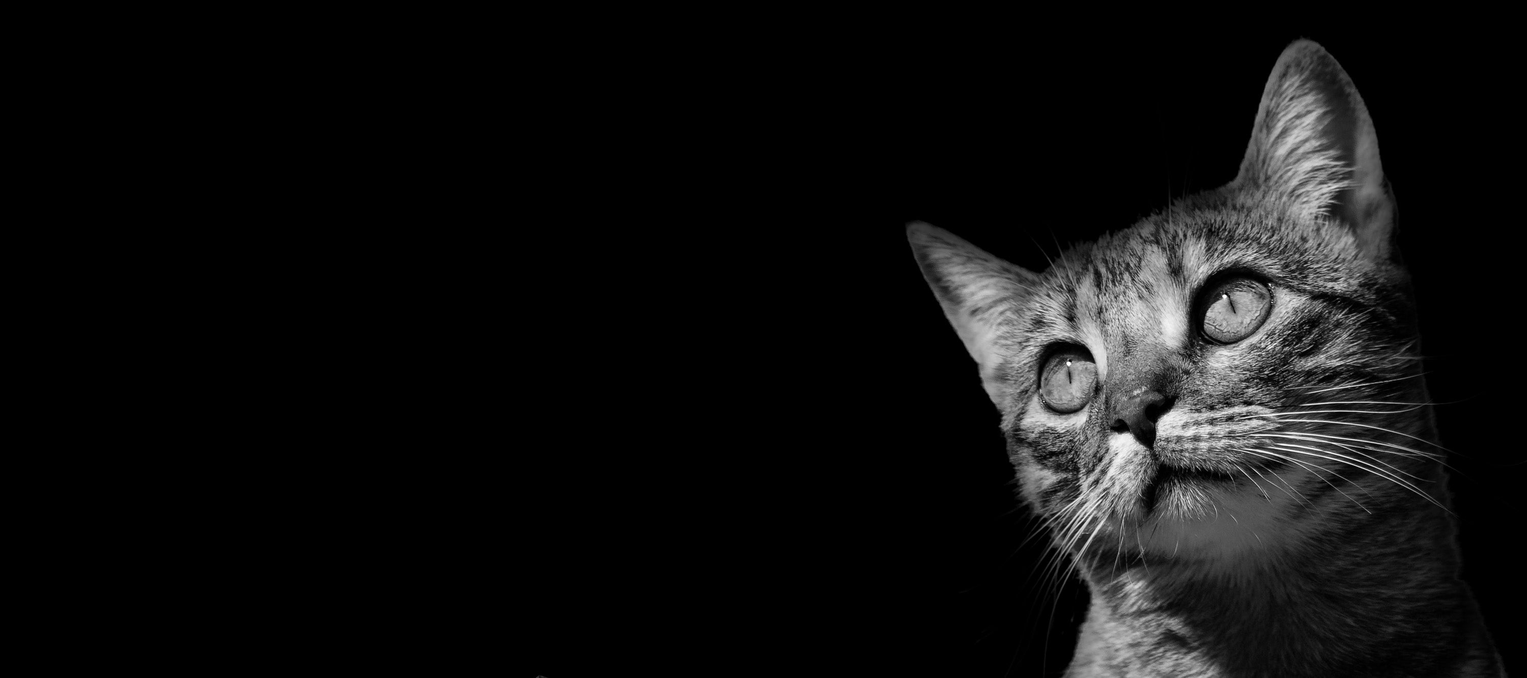 Buy Cat Grooming Products Online Pride Groom PRIDE GROOM buy-cat-grooming-products-online-pride-groom-pride-groom