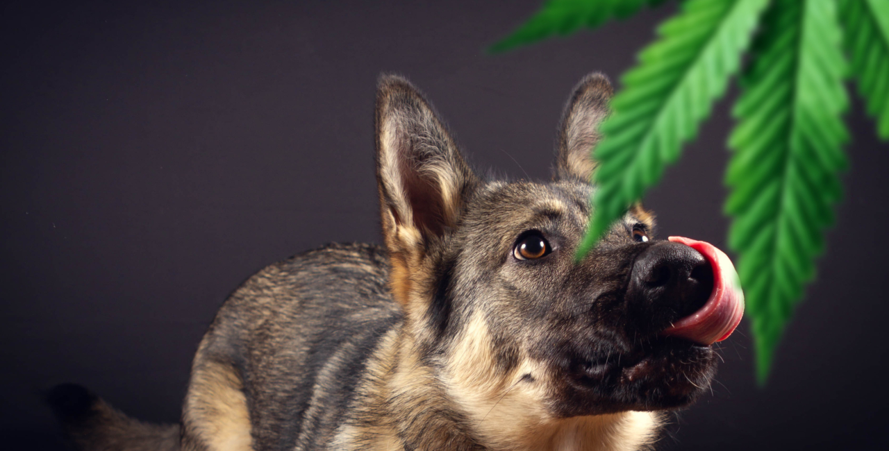 Dogs and Marijuana, is marijuana good for dogs