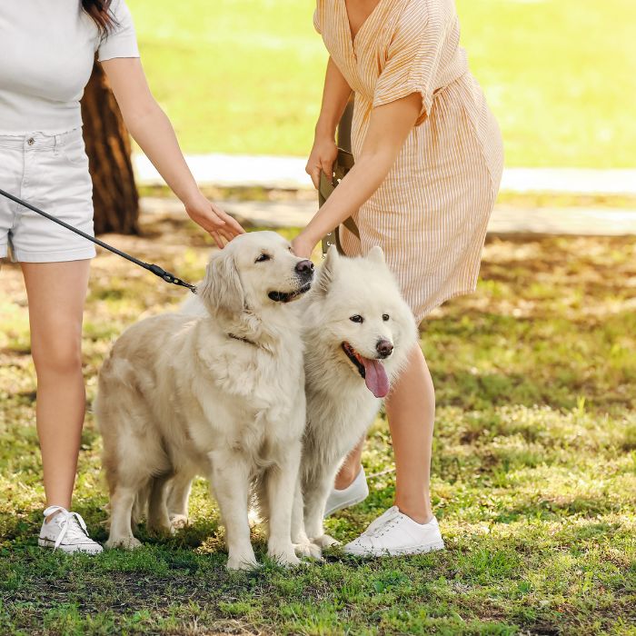 dog socializing tips 