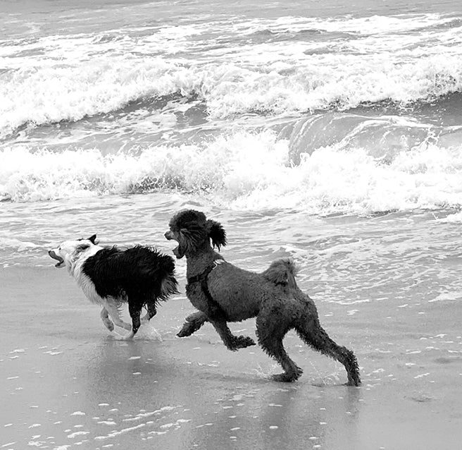 Two dogs running and playing at the shoreline with waves breaking in the background