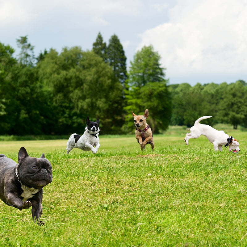 Four small dogs running and playing across a grassy park with trees in the background