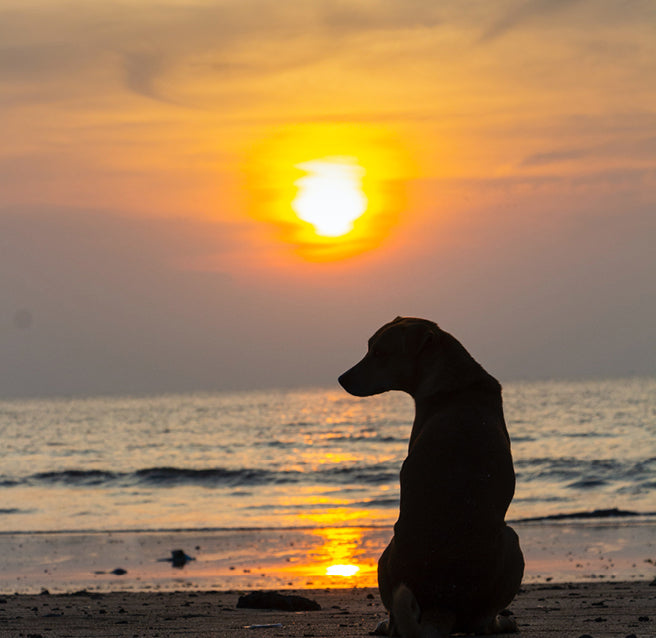 Dog sitting on a sandy beach watching a golden sunset over the ocean