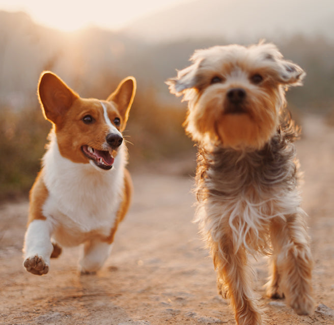 Two small dogs, a corgi running beside a shaggy terrier on a sunlit dirt path at golden hour