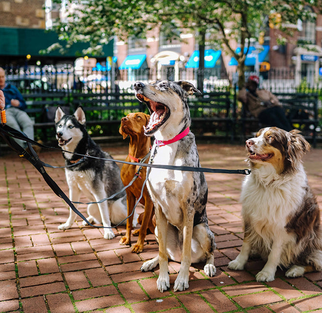 Four leashed dogs sitting attentively in a sunlit New York City park with brick paving and benches