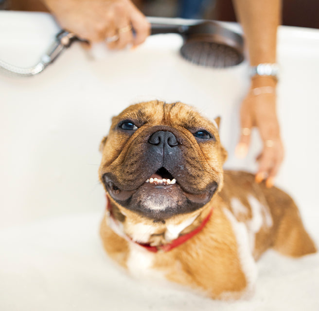Small brown dog smiling in a bathtub as a groomer rinses him with a handheld shower