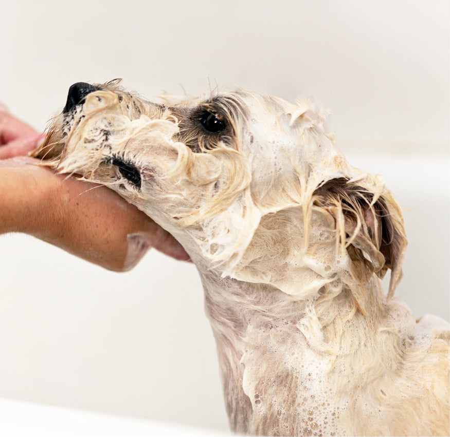 Small dog being bathed with thick shampoo lather while a groomer supports its chin in a white tub