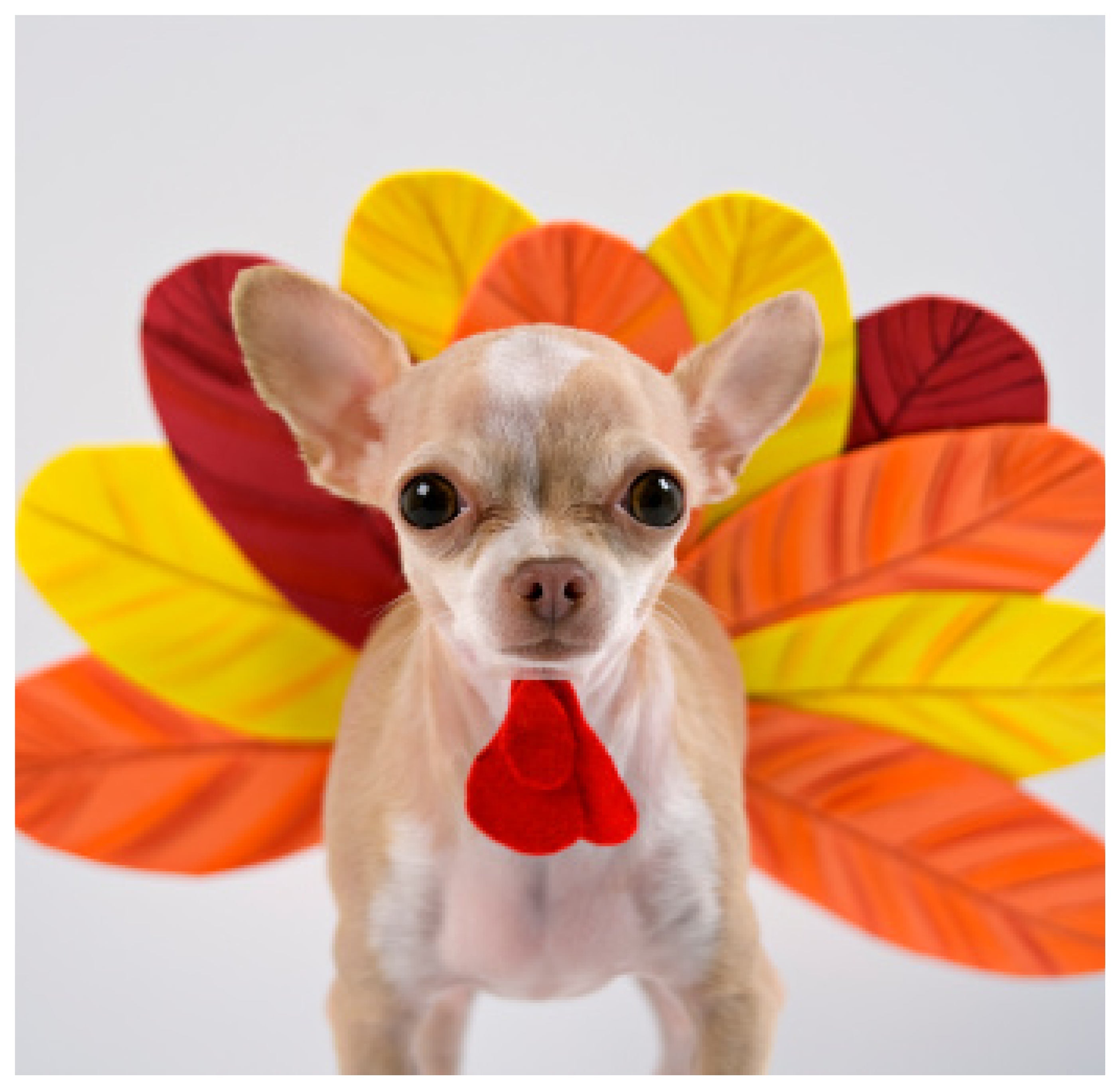 Chihuahua looking at the camera wearing a red turkey wattle and layered orange, yellow, and red paper feathers