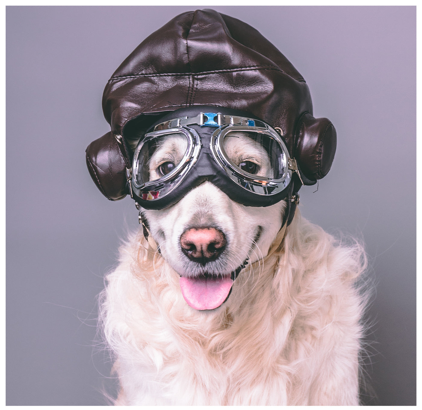 Golden retriever wearing brown leather aviator cap and silver goggles against gray background, tongue out, playful expression