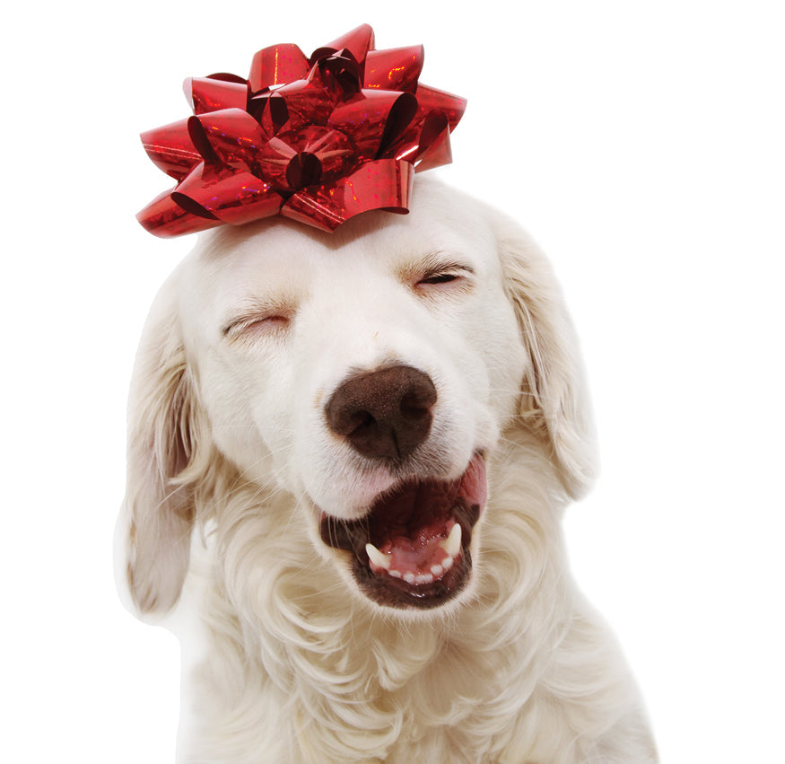Light-colored dog wearing a red gift bow on its head, eyes closed and mouth open as if smiling against a white background