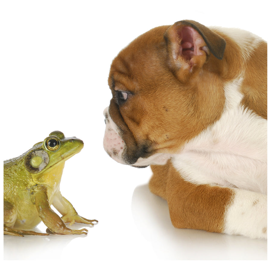 Brown and white puppy sniffing a green frog on a white background