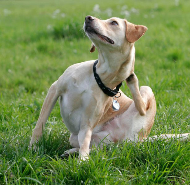 Light-colored dog scratching its neck with a hind paw while sitting on grass, wearing a collar