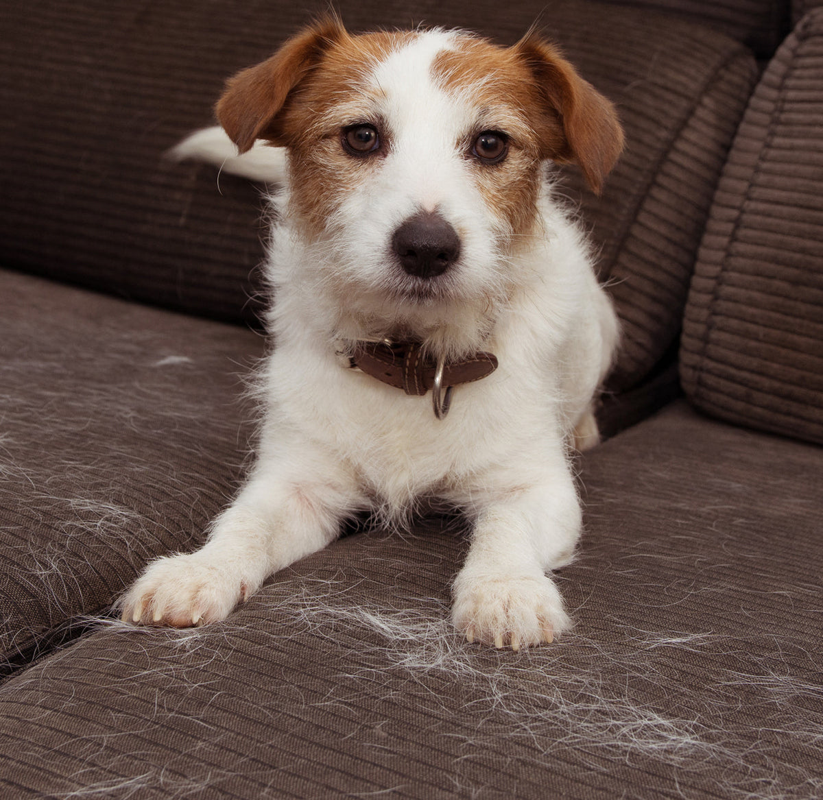 Small white-and-brown terrier lying on a brown sofa covered in shed fur
