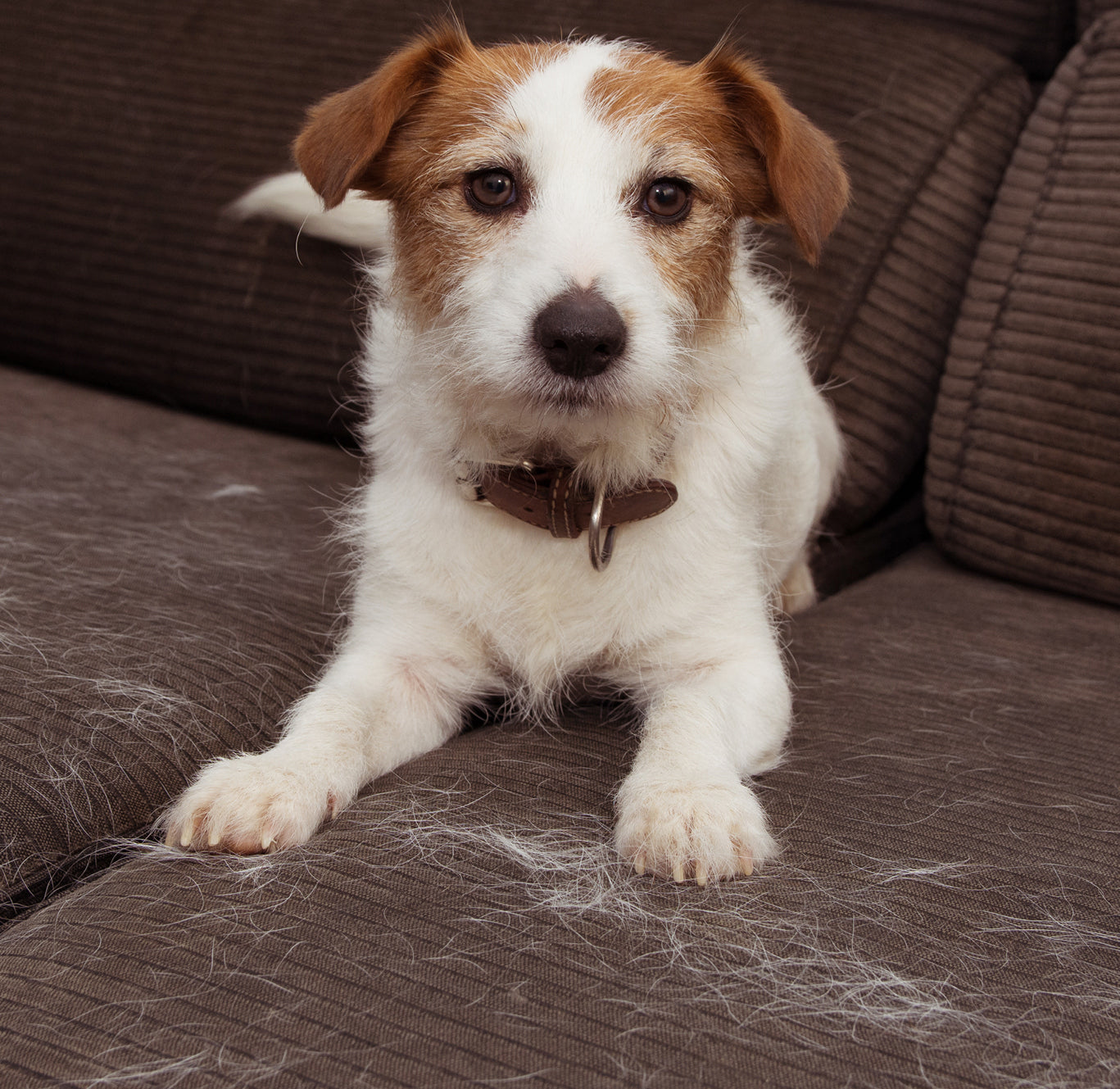 Small white-and-brown terrier lying on a brown sofa covered in shed fur