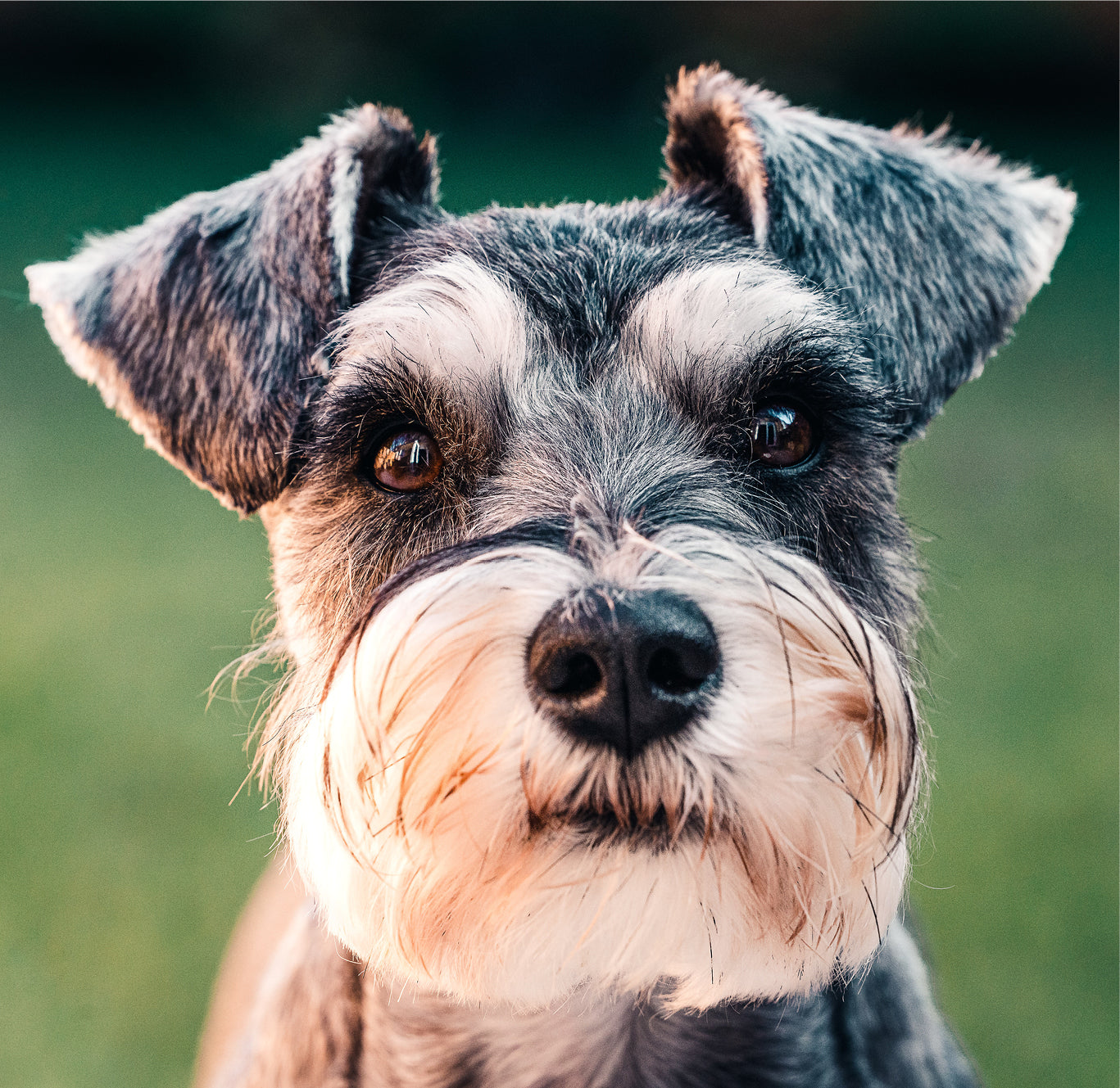 Close-up of a gray-and-white schnauzer dog looking at the camera with a soft green blurred background
