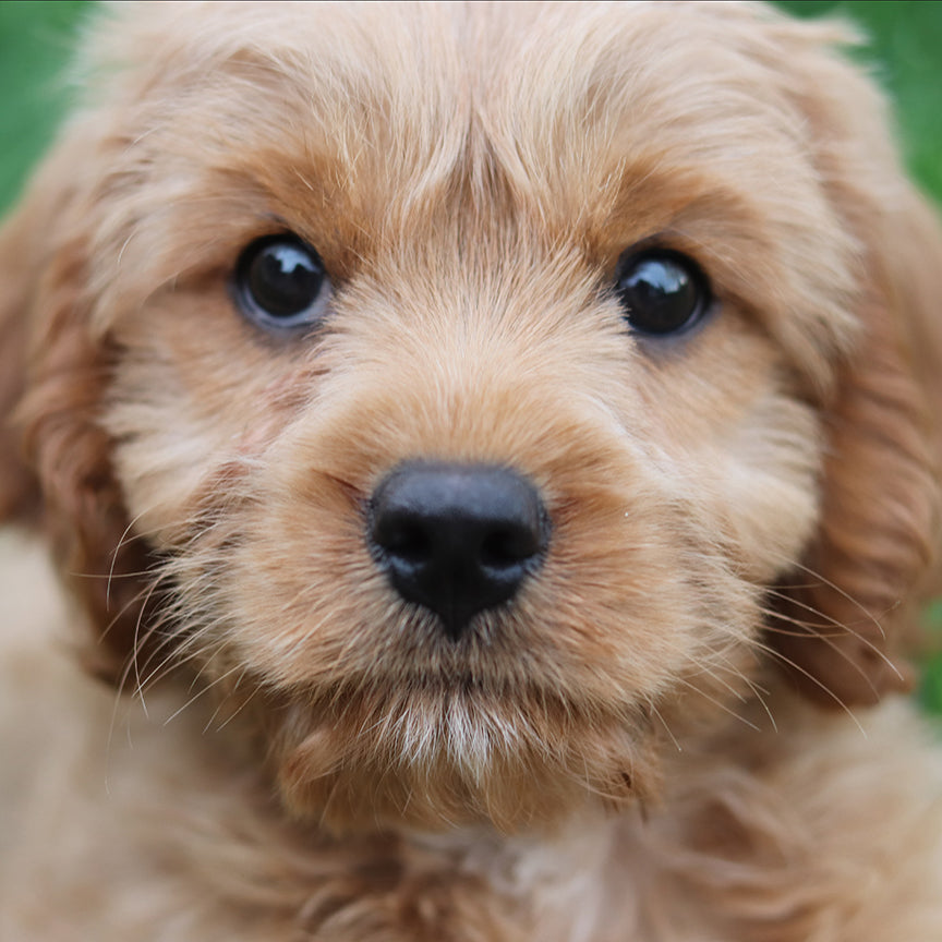 Close-up of a caramel-colored doodle puppy looking at the camera with a soft green background