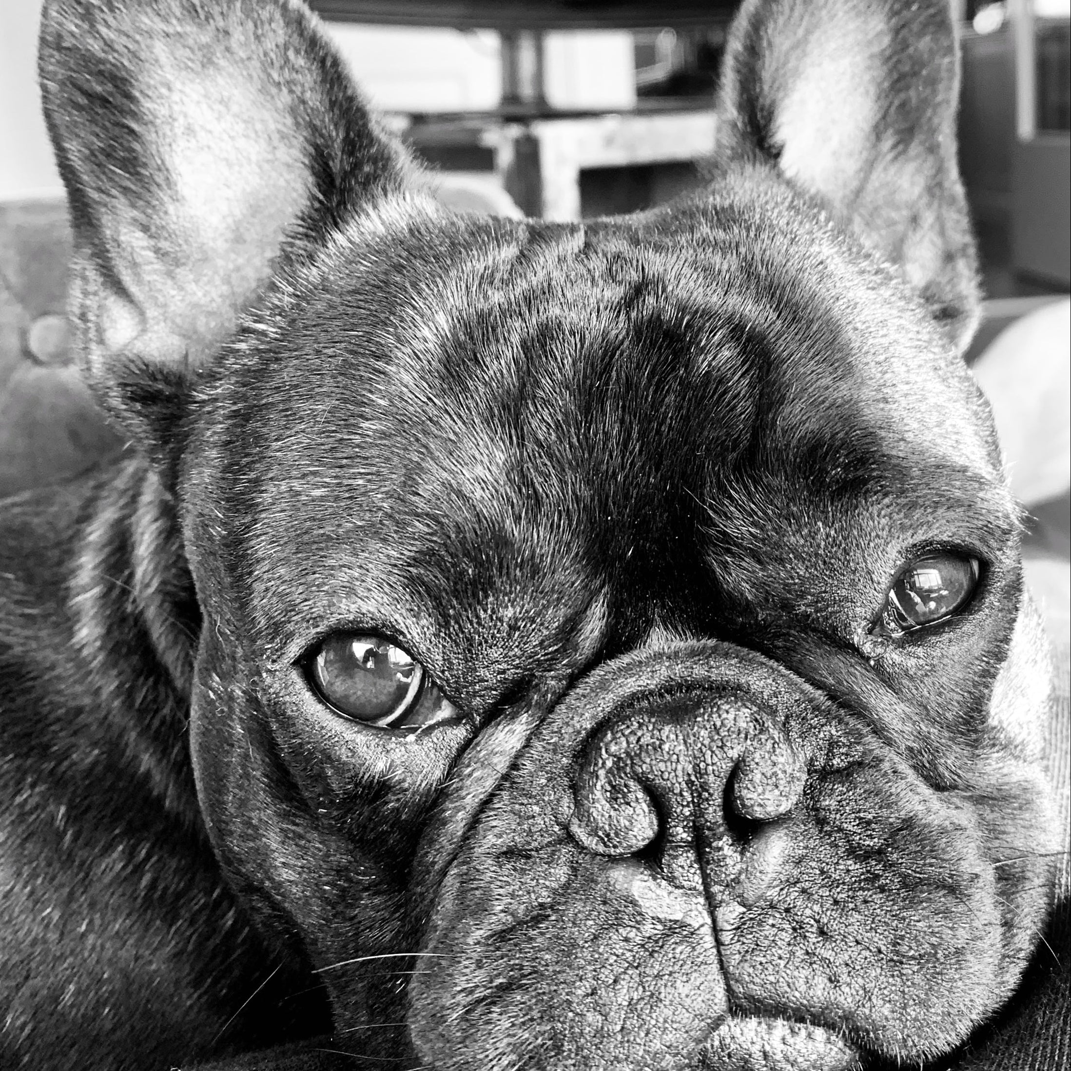 Black-and-white close-up of a French bulldog resting on a couch, ears upright and eyes looking toward the camera