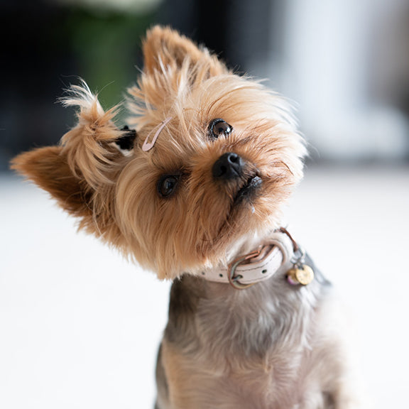 Small Yorkshire terrier tilting its head wearing a pale pink collar and bow against a blurred indoor background