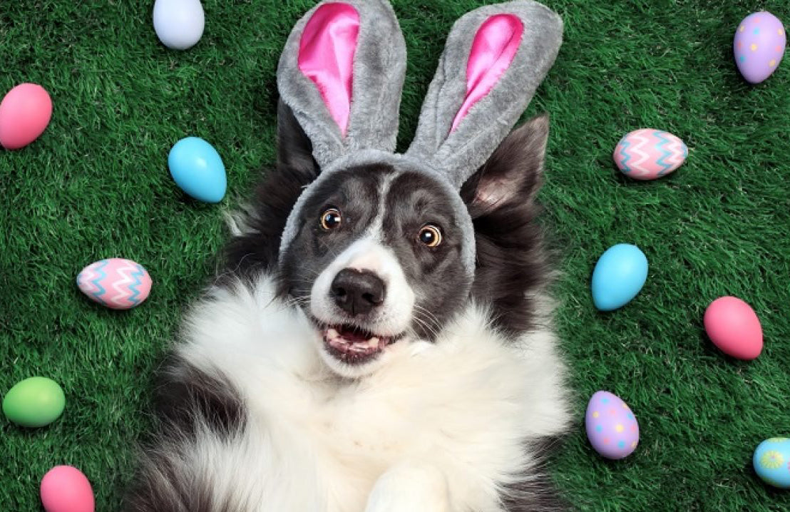 Black-and-white dog wearing gray bunny ears lying on green grass surrounded by pastel Easter eggs