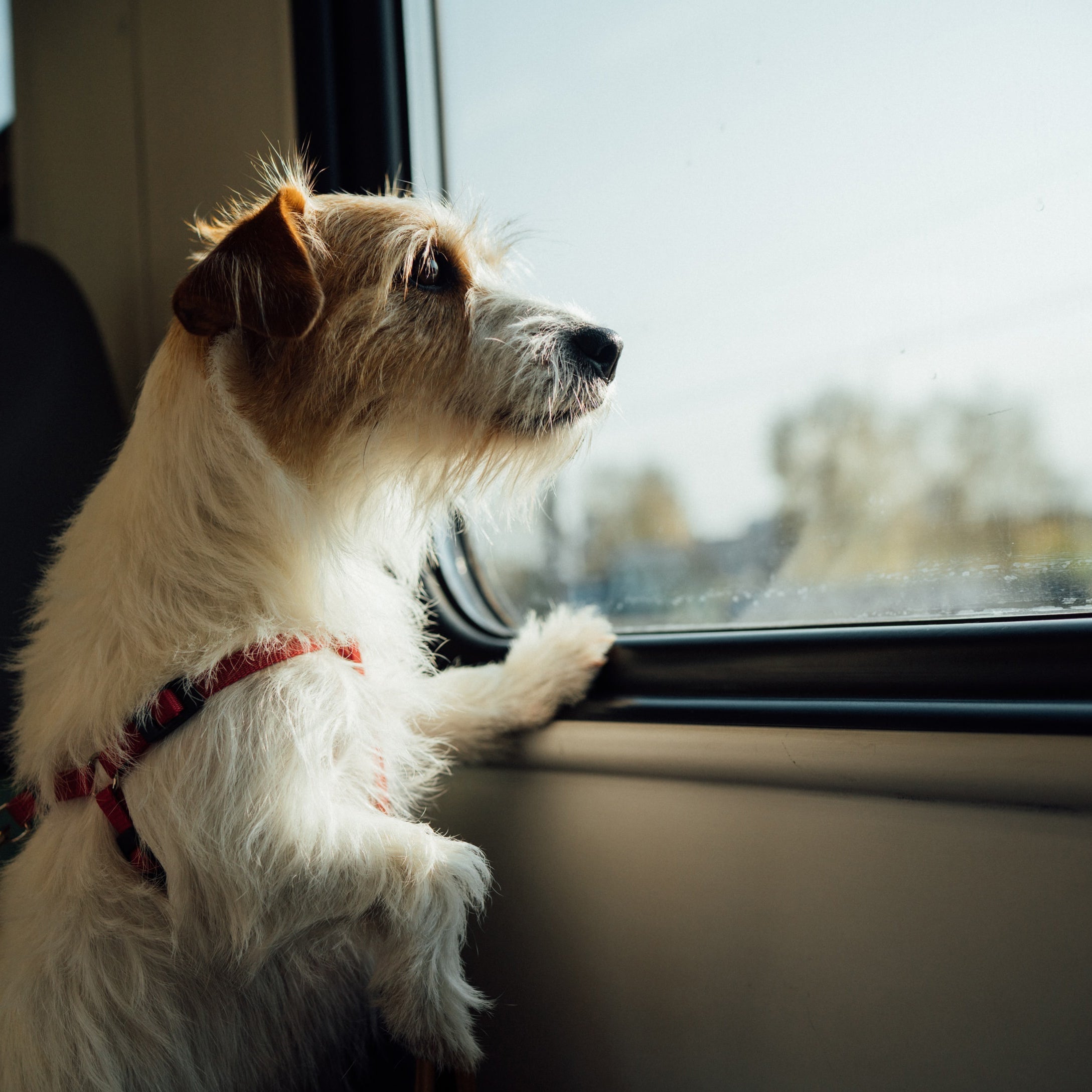 Small white and tan dog looking out a vehicle window during a trip