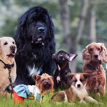 Six dogs of different breeds sitting on grass in a wooded park setting