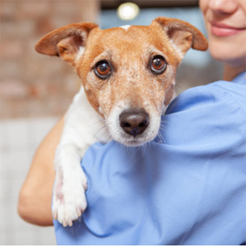 Veterinarian holding a small brown-and-white dog in a clinic setting