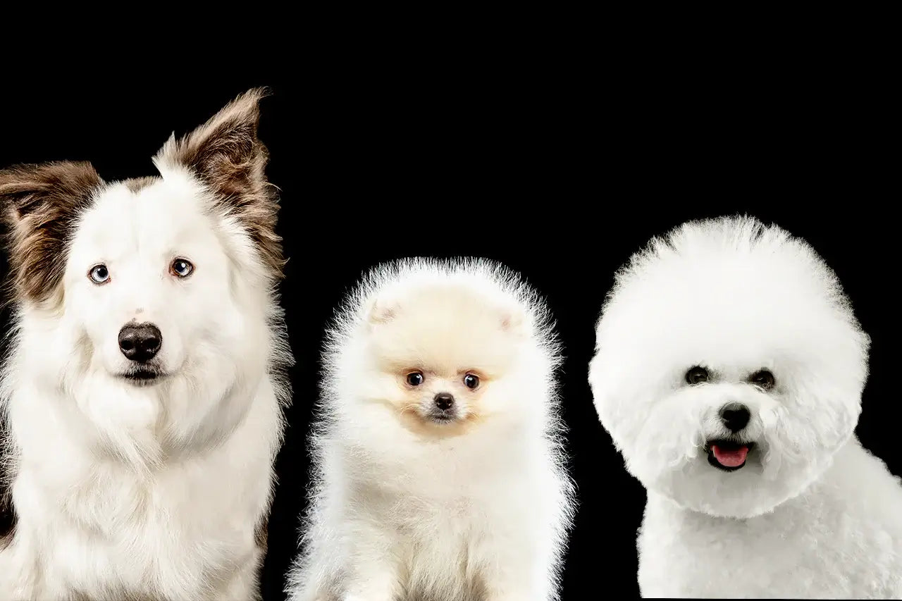 Three white dogs posed side by side against a black background