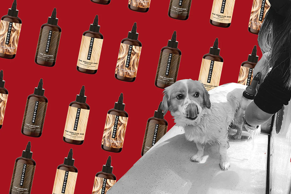 Small dog on a grooming table being dried by a groomer, rows of Pride and Groom shampoo bottles on a red background
