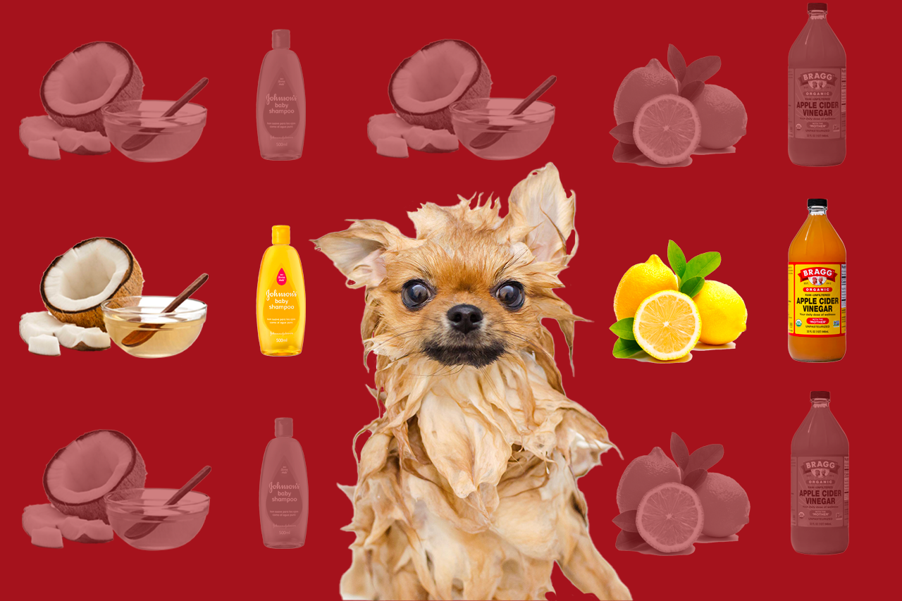 Wet small dog being bathed surrounded by coconut pieces and oil, a baby shampoo bottle, lemons, and a bottle of apple cider vinegar on a red background