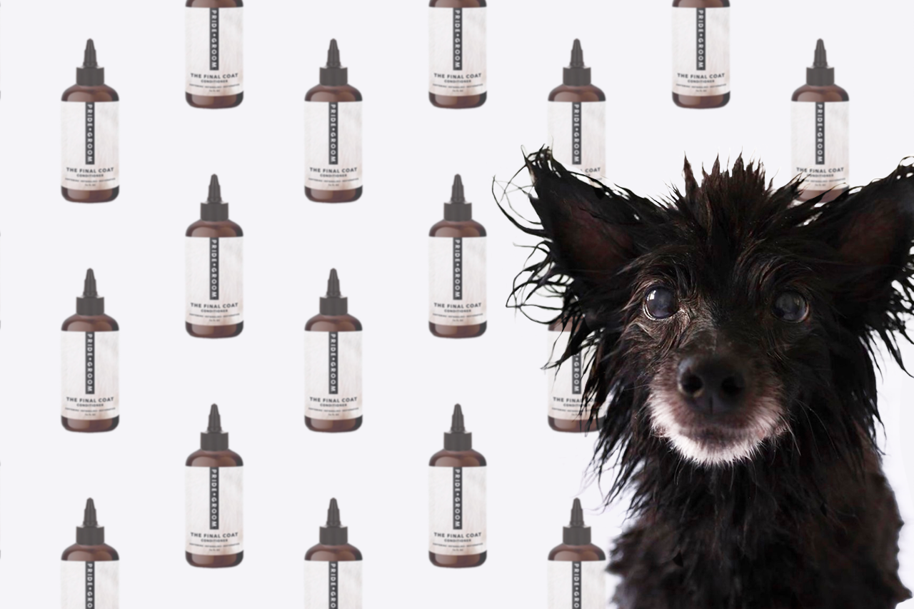 Small wet black dog looking at camera against a repeating pattern of Pride Groom The Final Coat conditioner bottles