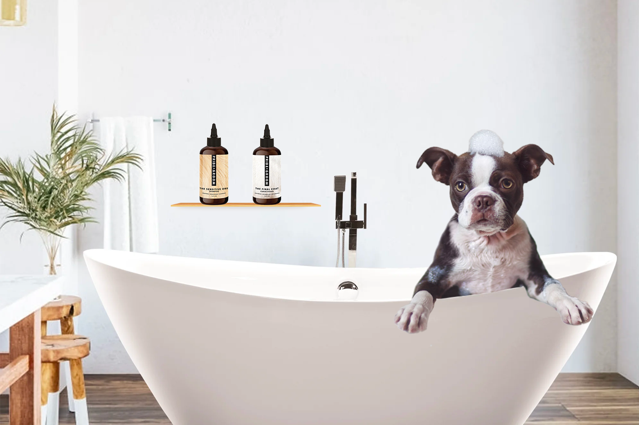 Small black-and-white dog with shampoo suds in a white freestanding bathtub, grooming bottles on a wall shelf and a plant in the bathroom