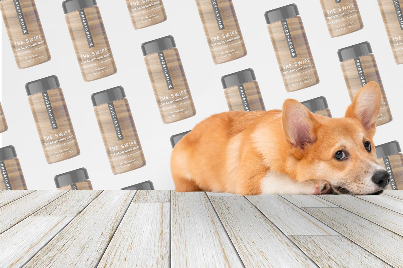 Corgi puppy resting on a wooden floor with a patterned backdrop of Pride+Groom dog-wipe jars