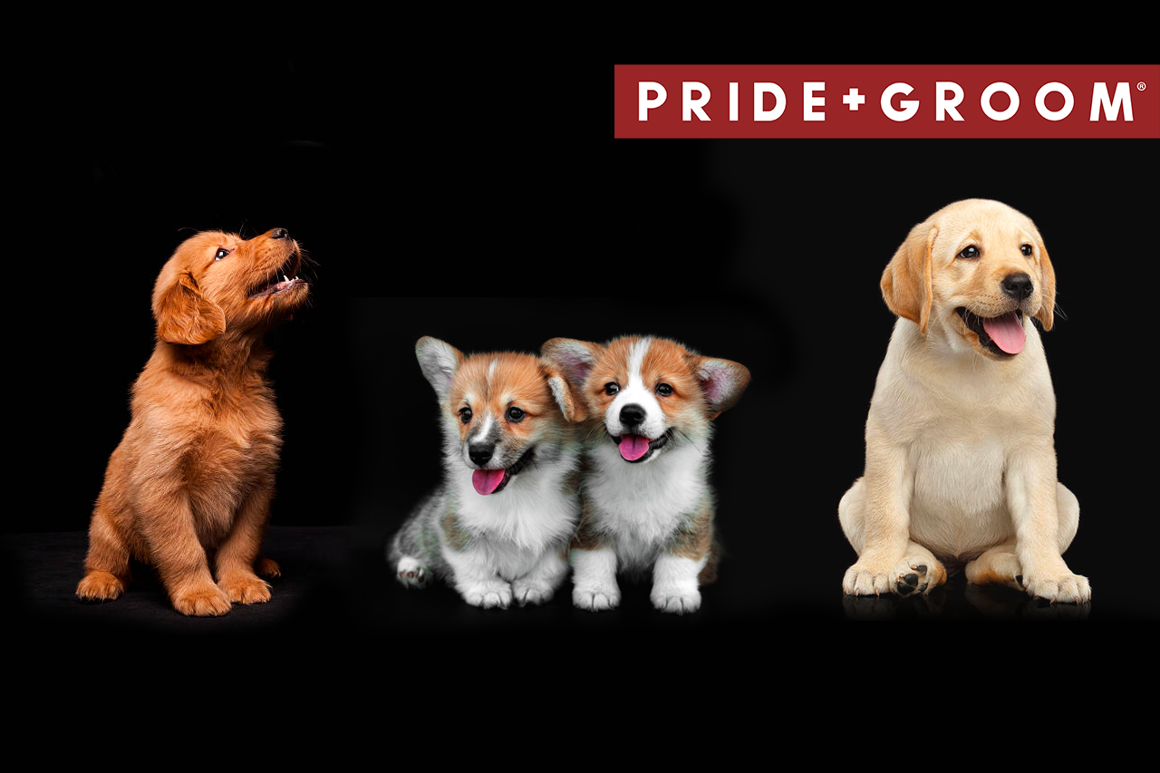 Three puppies (golden pup left, two corgis center, yellow lab right) on black background with PRIDE+GROOM logo top-right