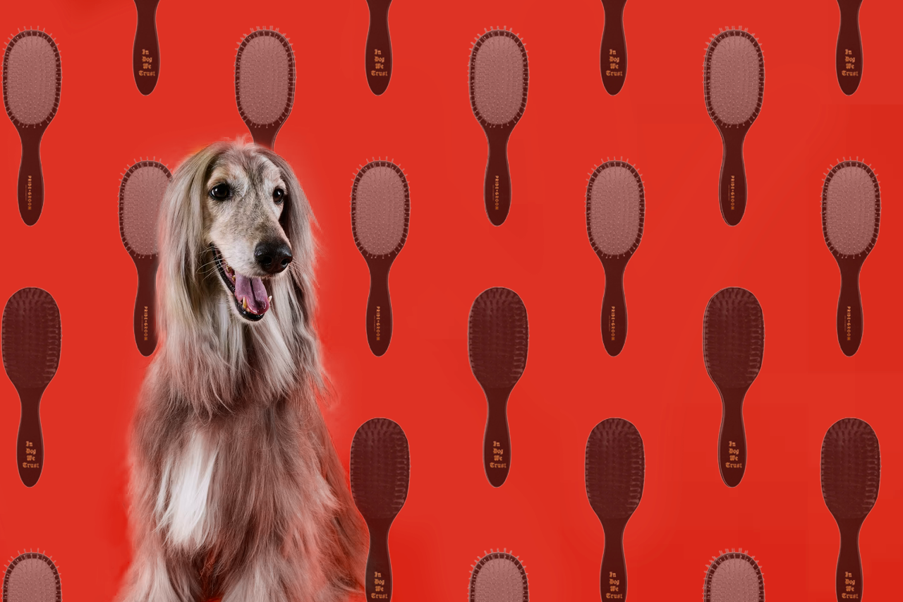 Long-haired grey dog in front of a red background patterned with repeating brown dog brushes