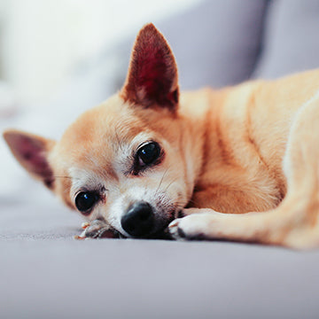 Tan Chihuahua resting on a gray couch, looking toward the camera
