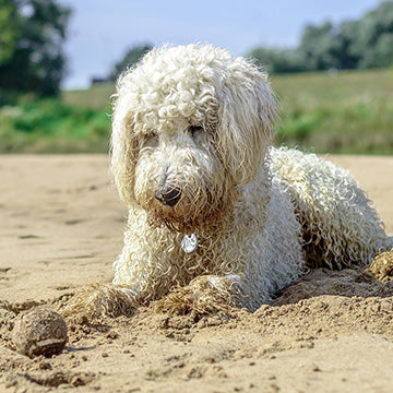 Curly cream-colored doodle lying on a sandy beach next to a small ball with grassy dunes in the background