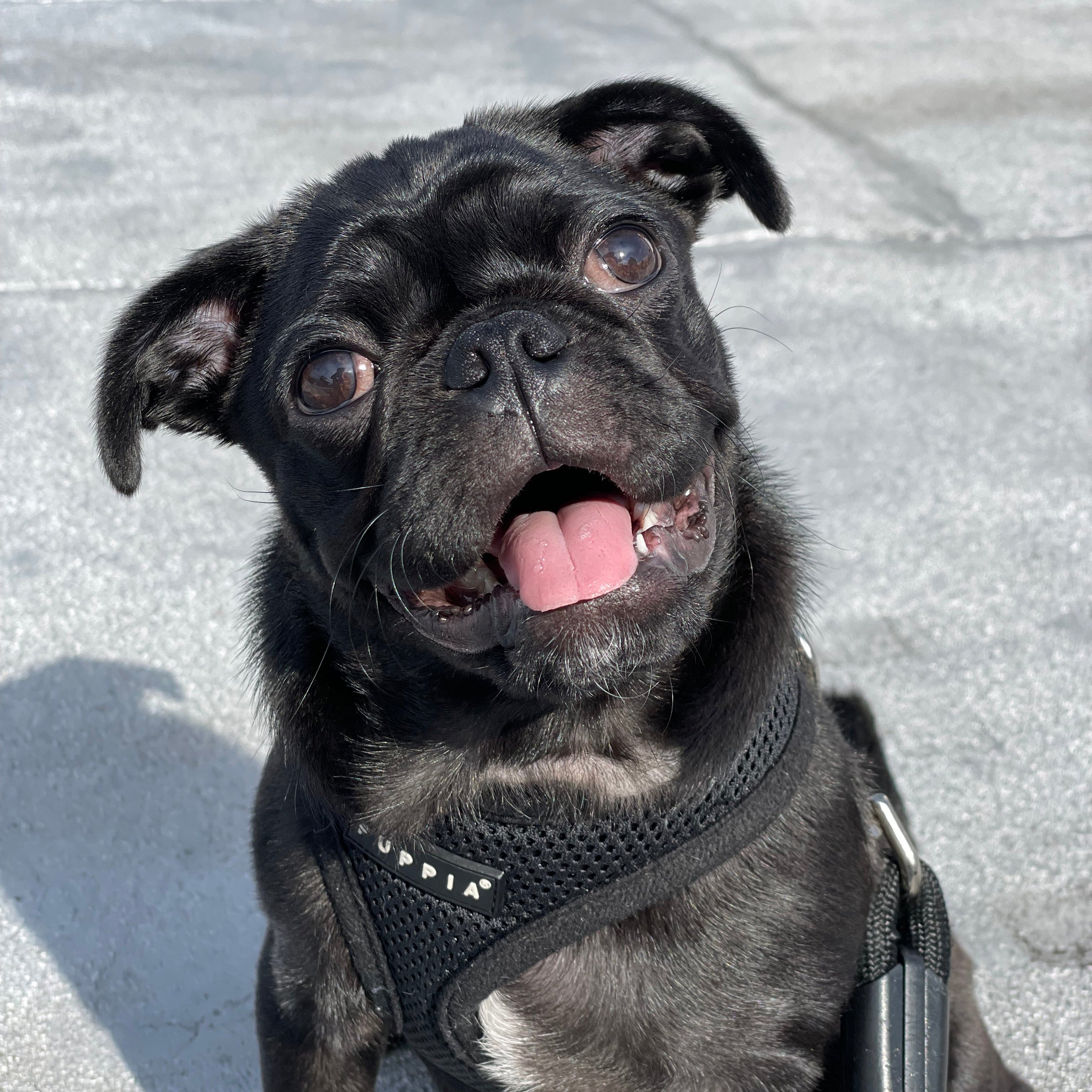 Black pug wearing a Puppia harness, panting with tongue out on sunlit concrete background