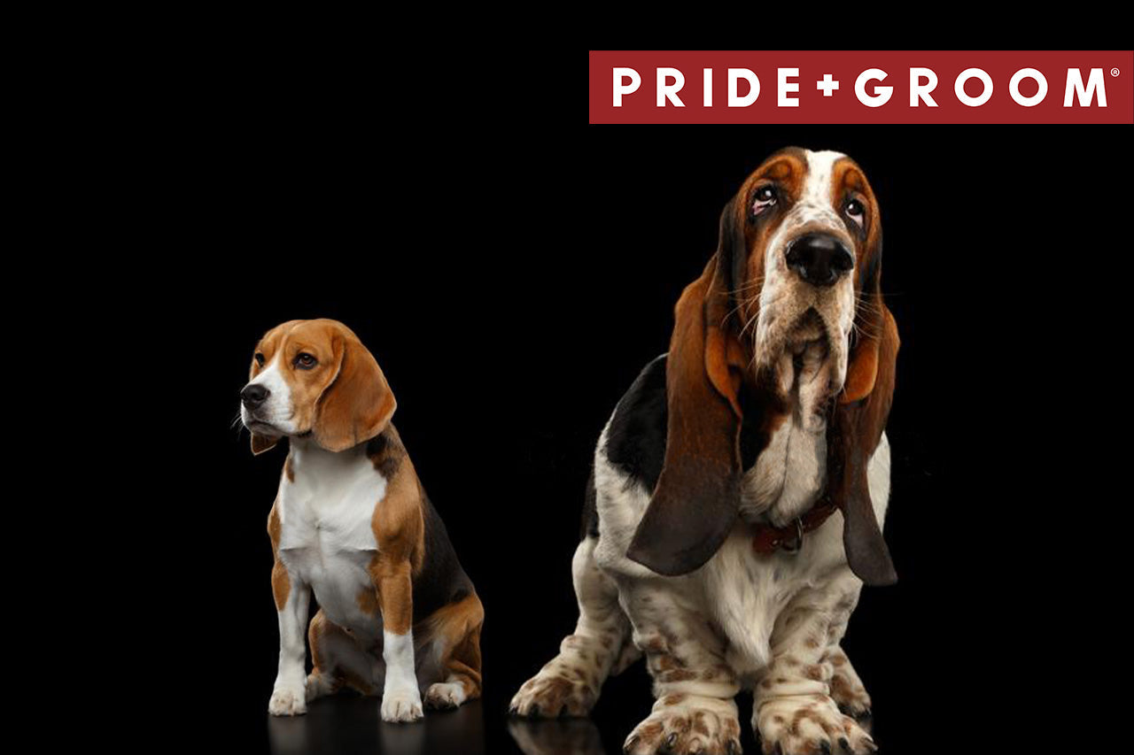 Beagle and bloodhound sitting side by side on a black background with PRIDE+GROOM logo