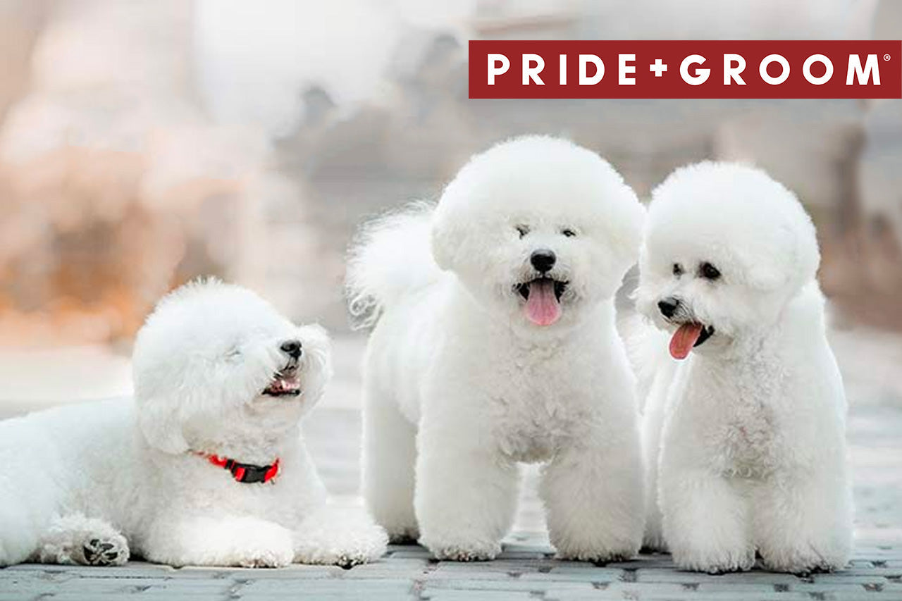 Three white Bichon Frise dogs, two standing and one lying on a paved path, with PRIDE+GROOM logo in the top right