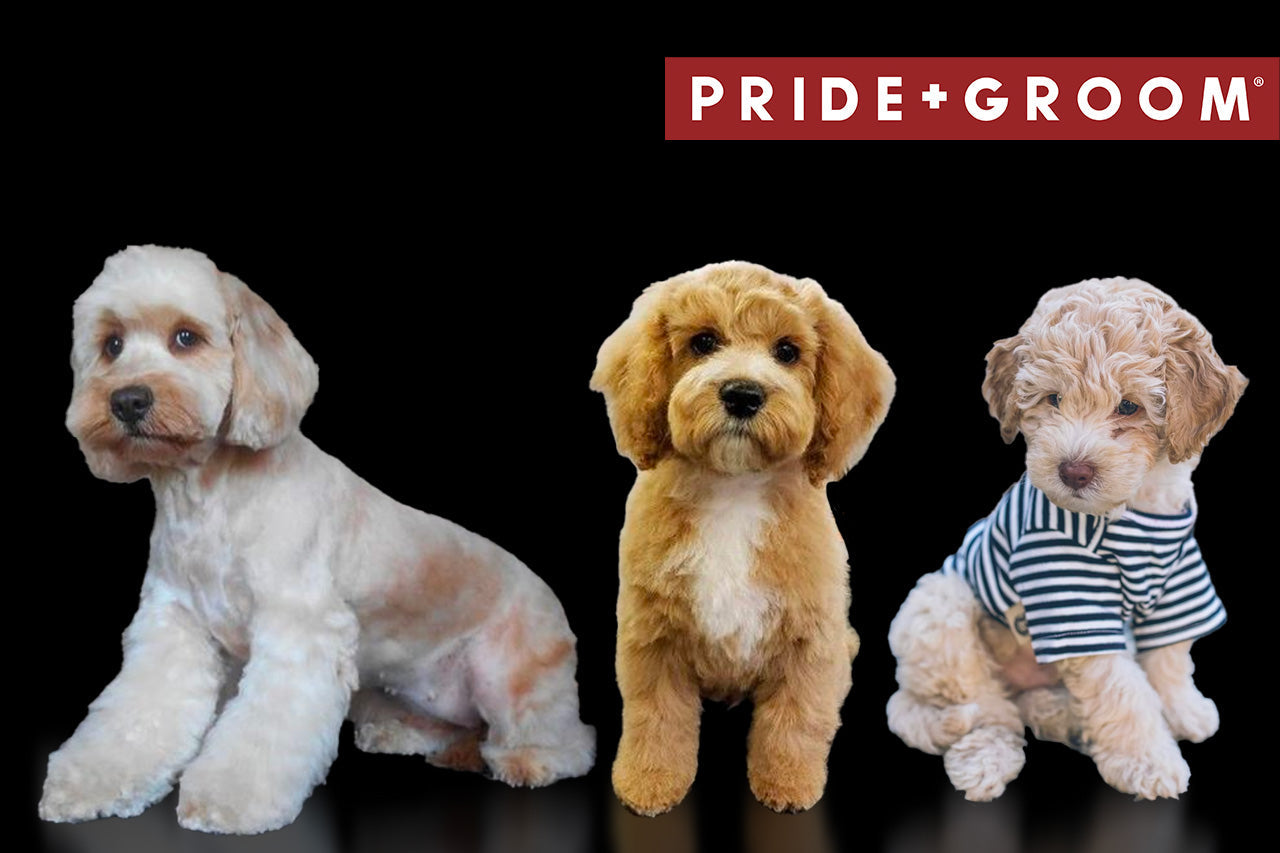 Three Cockapoo dogs showing different haircuts against a black background with PRIDE+GROOM logo