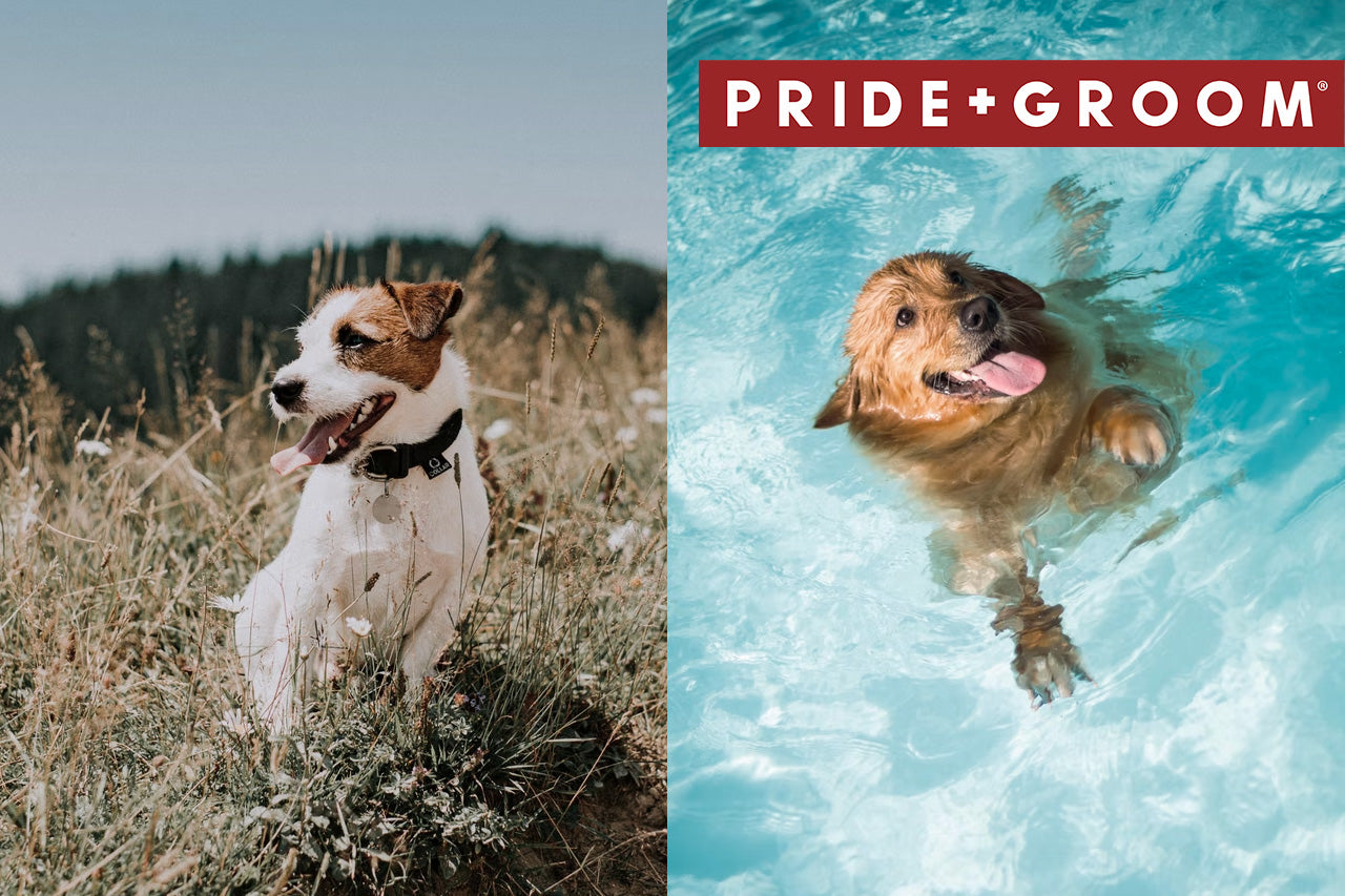 Terrier panting in grass and golden retriever swimming in a pool, PRIDE+GROOM logo top right