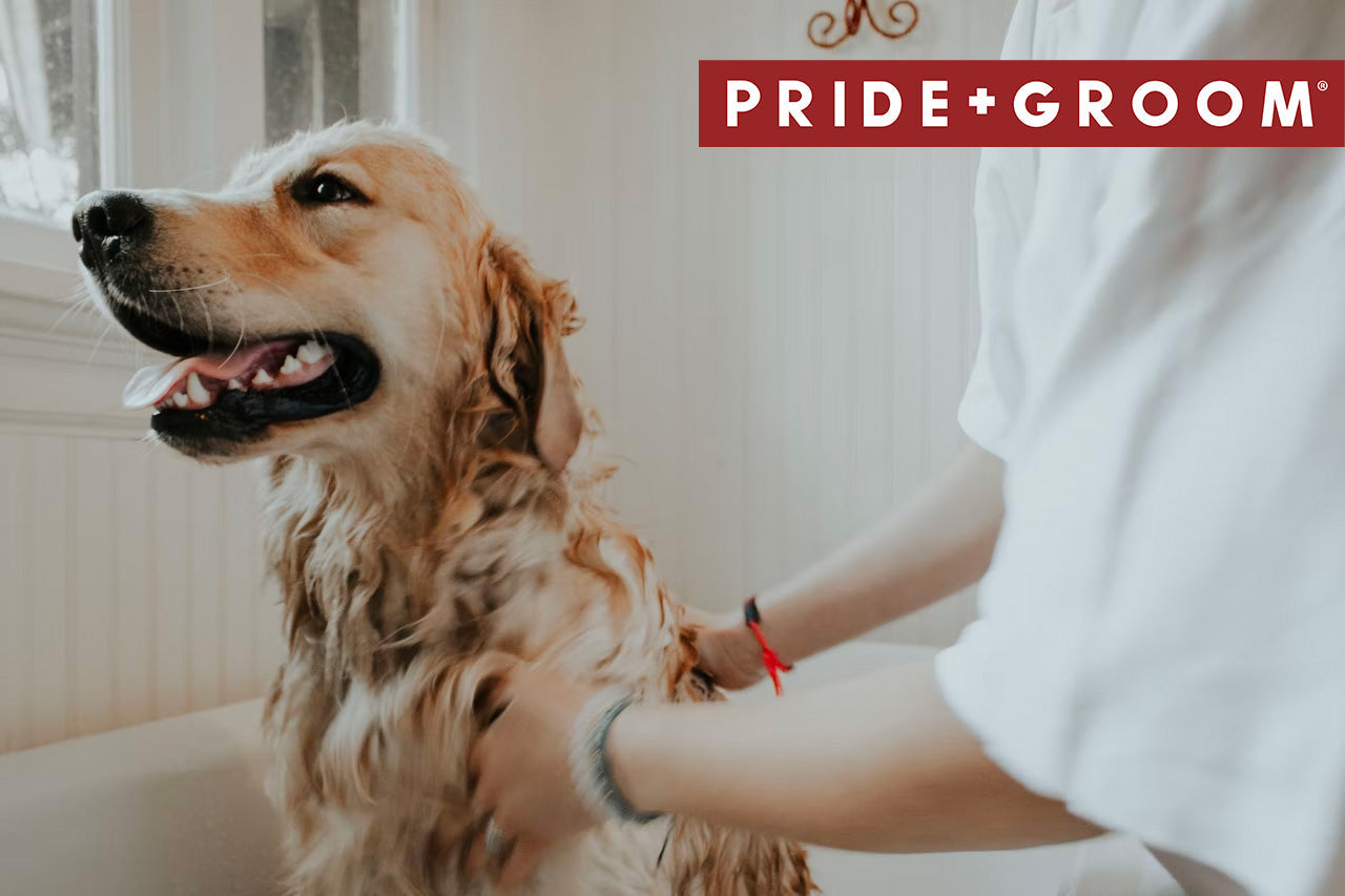 Golden retriever being groomed by a person indoors with PRIDE+GROOM banner in the top-right