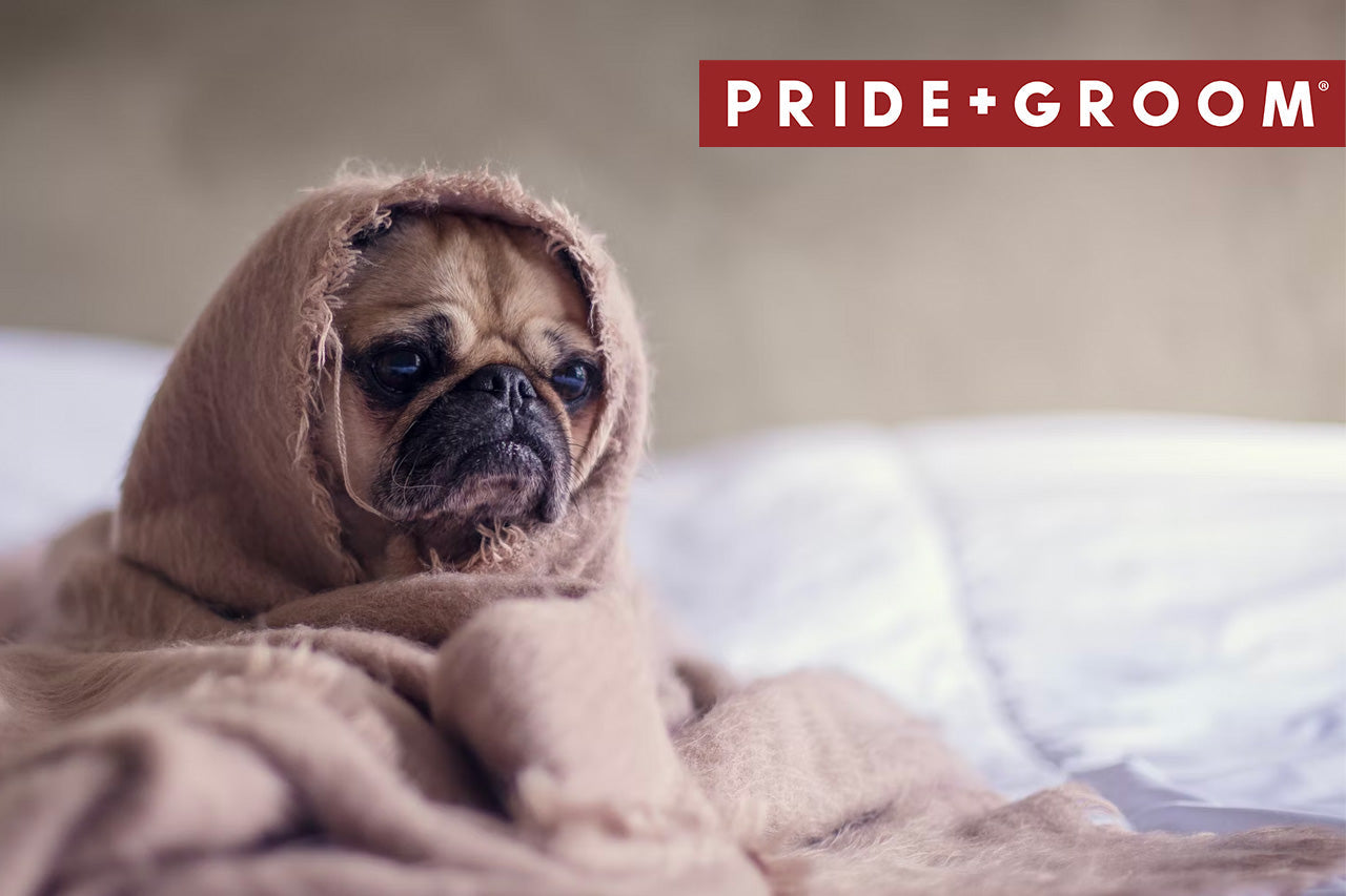 Pug wrapped in a beige blanket looking sad on a bed with PRIDE+GROOM logo at top right