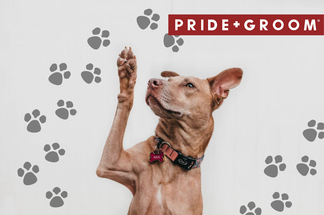 Dog raising one front paw against a pale background with gray paw-print graphics and PRIDE+GROOM logo