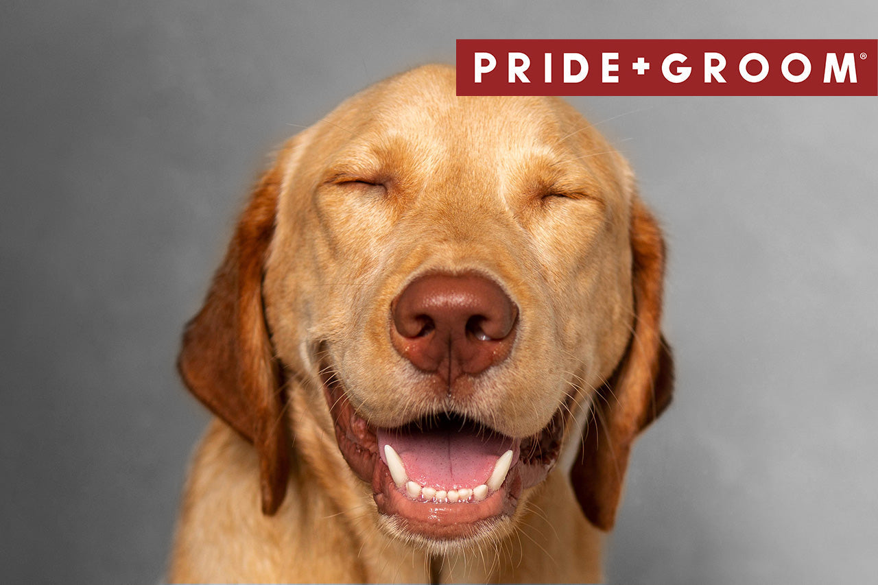 Smiling golden Labrador with eyes closed against a gray background, PRIDE+GROOM logo at top-right