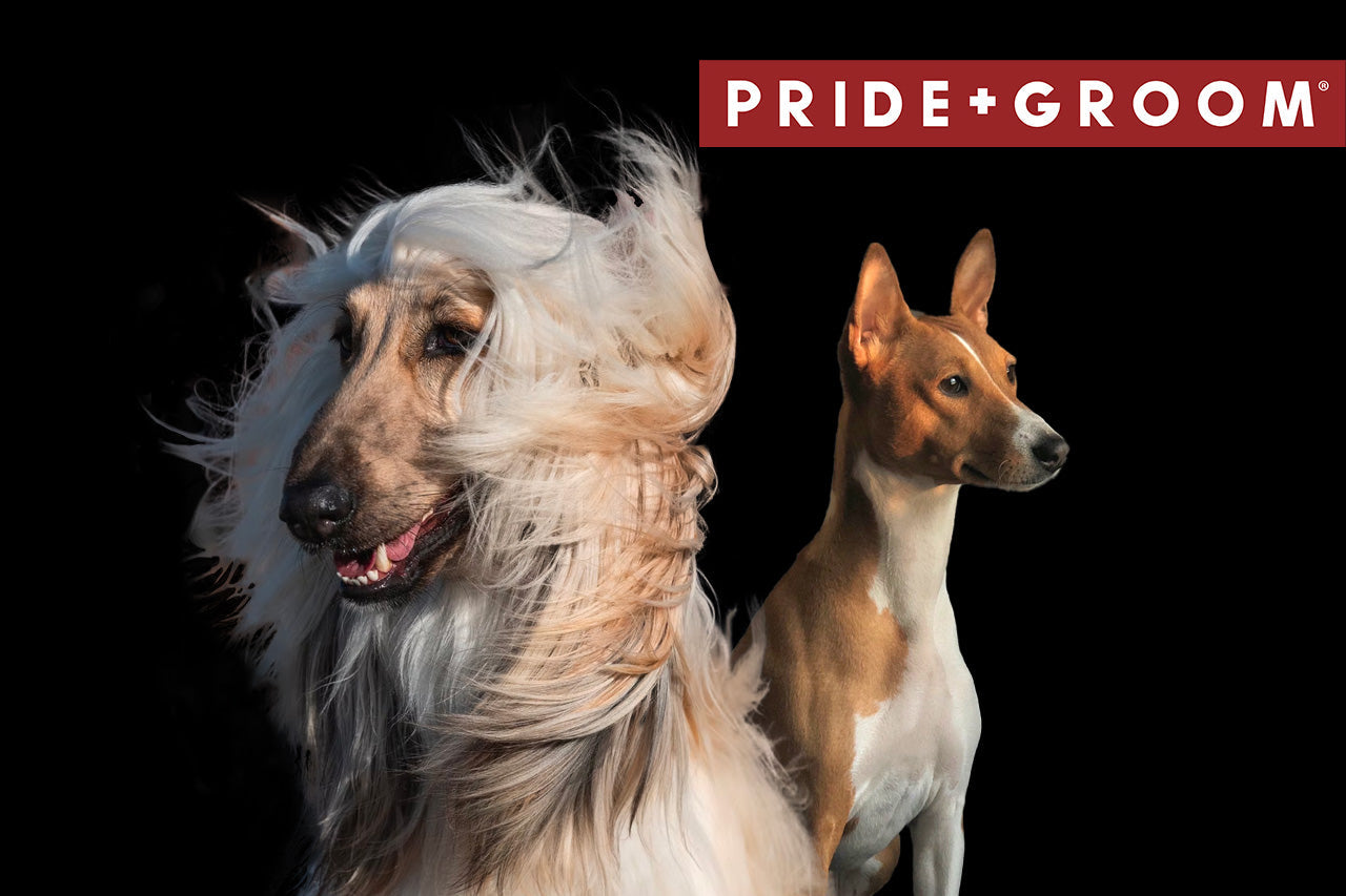Two dogs, a long-haired cream Afghan hound and a tan and white Basenji, posed on a black background with Pride+Groom logo