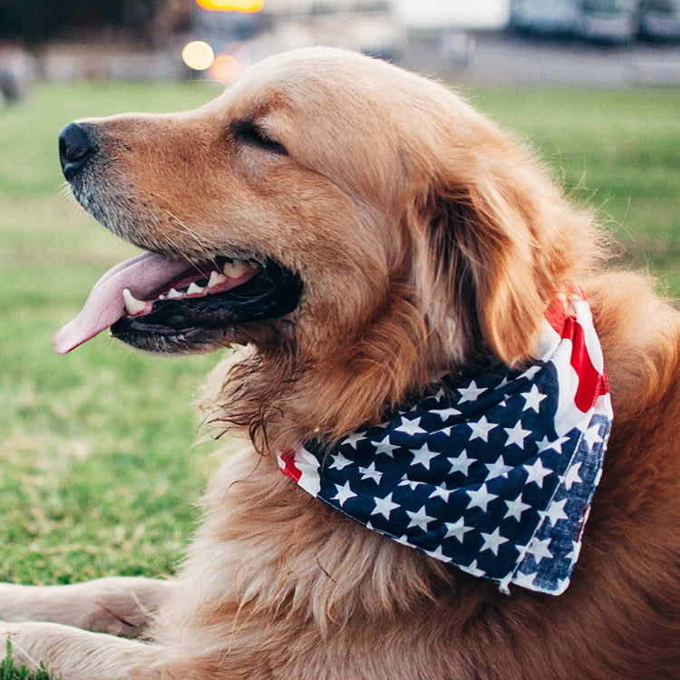 Golden retriever lying on grass, panting and wearing an American flag bandana