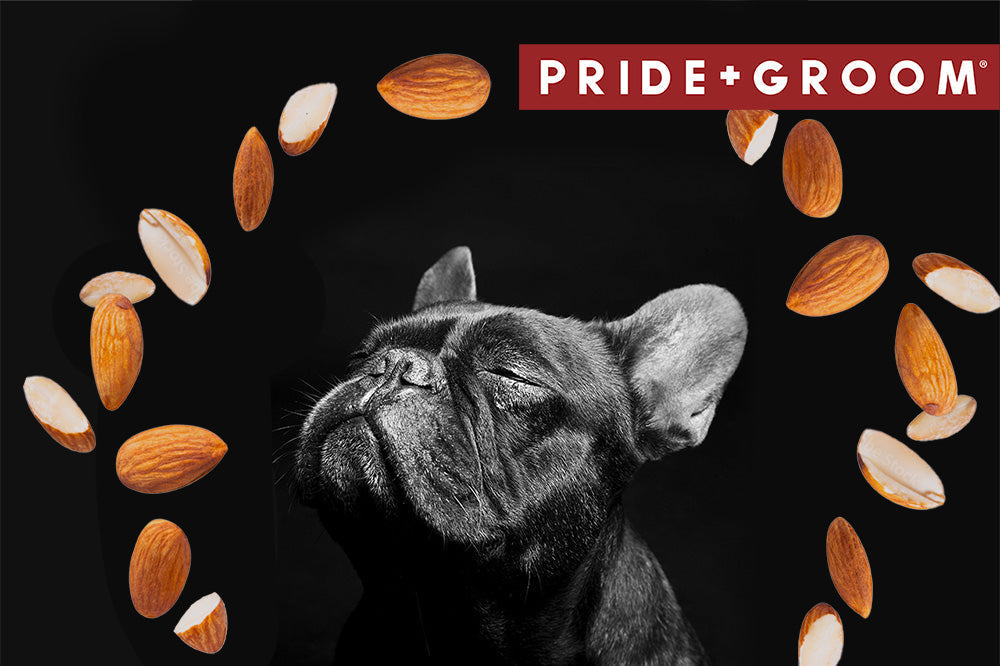 Black French bulldog looking upward on dark background with floating almonds and PRIDE+GROOM logo