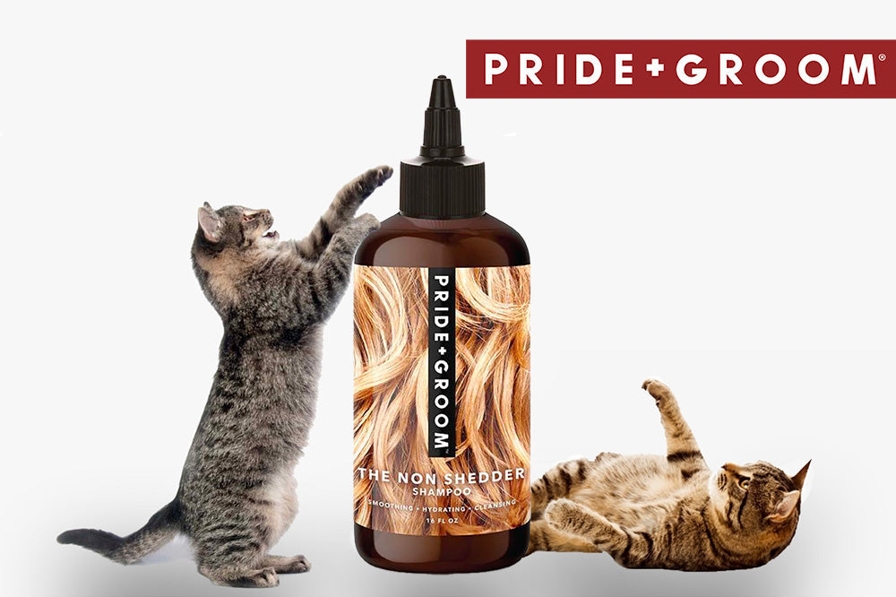 Front view of Pride+Groom The Non Shedder shampoo bottle showing label and nozzle with two tabby cats on white background